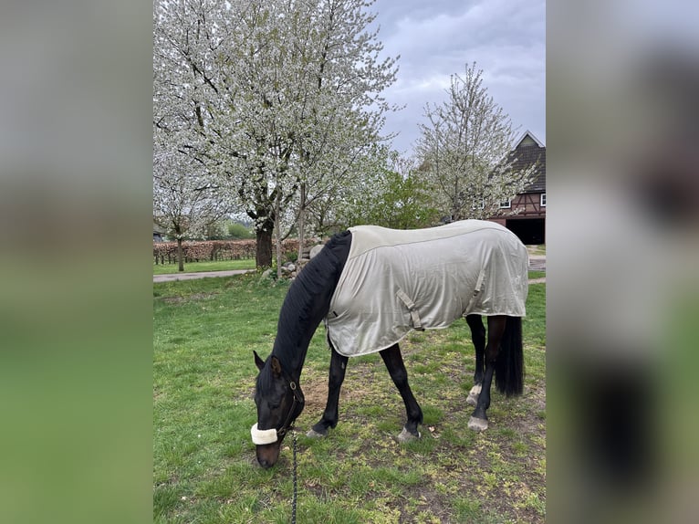 Holstein Gelding 14 years 16,1 hh Bay-Dark in Klein Pampau