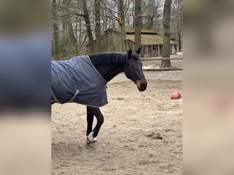 Holstein Gelding 14 years 16,1 hh Bay-Dark in Helvesiek