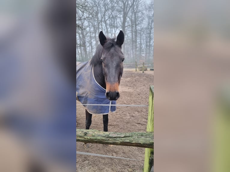 Holstein Gelding 14 years 16,1 hh Bay-Dark in Helvesiek