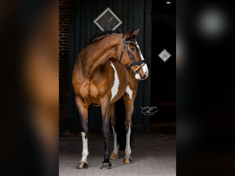 Holstein Gelding 14 years 16,1 hh Brown in Mohrkirch