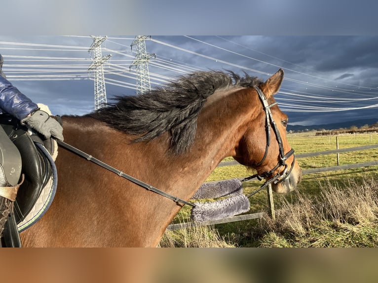 Holstein Gelding 14 years 16,1 hh Brown in Bensheim