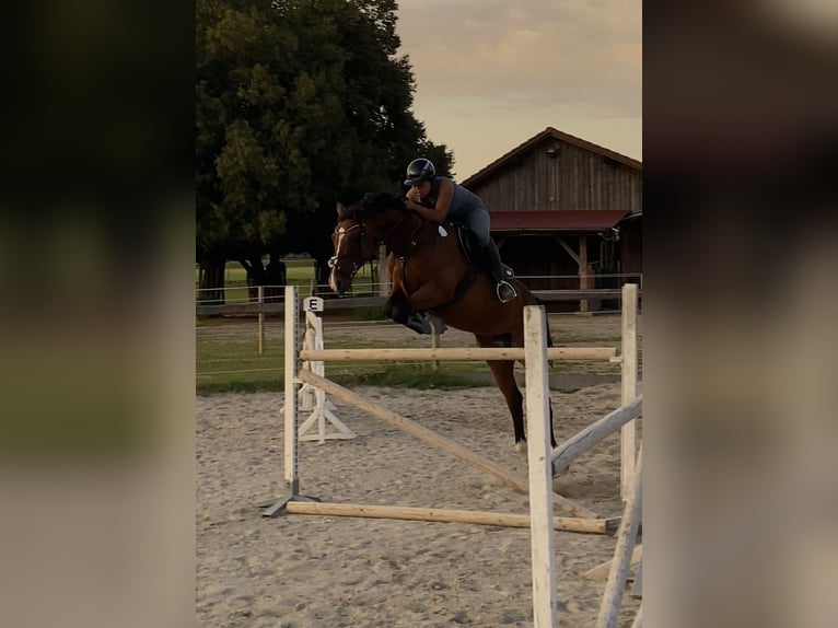 Holstein Gelding 14 years 16,1 hh Brown in Kloster Schäftlarn