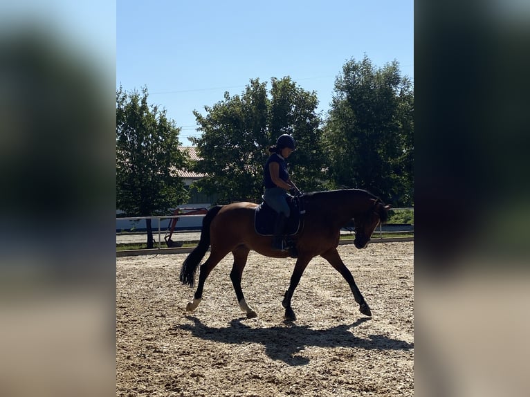 Holstein Gelding 14 years 16,1 hh Brown in Kloster Schäftlarn
