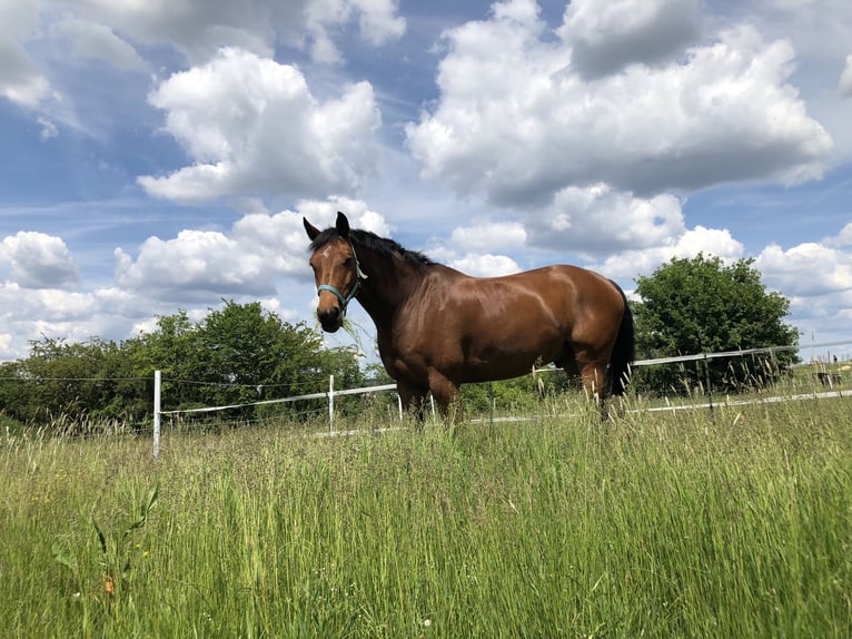 Holstein Gelding 14 years 16,1 hh Brown in Freystadt