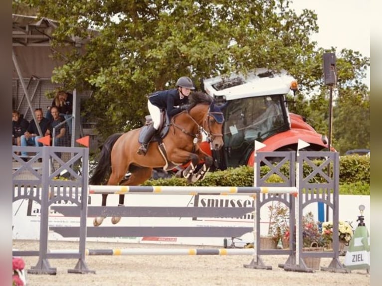 Holstein Gelding 14 years 16,1 hh Brown in Oberstadion