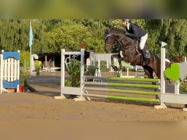 Holstein Gelding 14 years 16,2 hh Black in Neuss