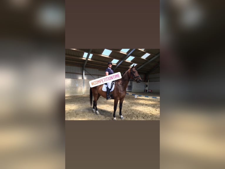 Holstein Gelding 14 years 16,2 hh Brown in Heijen
