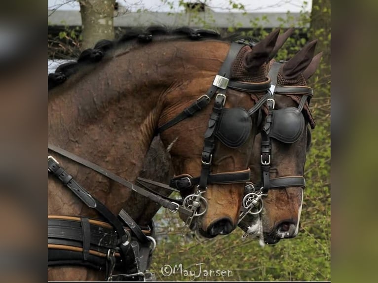 Holstein Gelding 14 years 16,2 hh Brown in Heijen