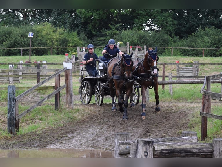 Holstein Gelding 14 years 16,2 hh Brown in Heijen
