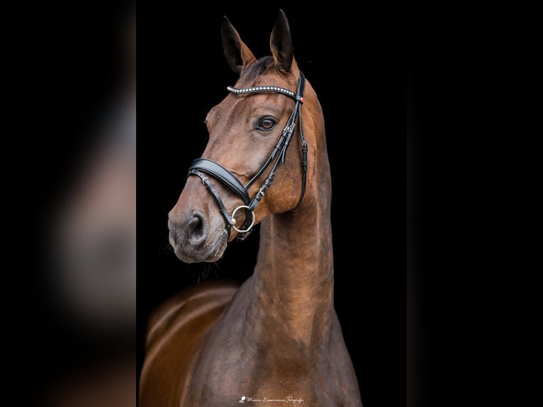 Holstein Gelding 14 years 16,2 hh Brown in Heijen