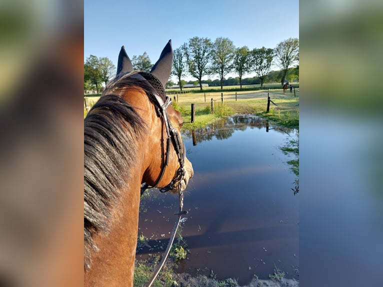 Holstein Gelding 14 years 16,2 hh Brown in Heijen