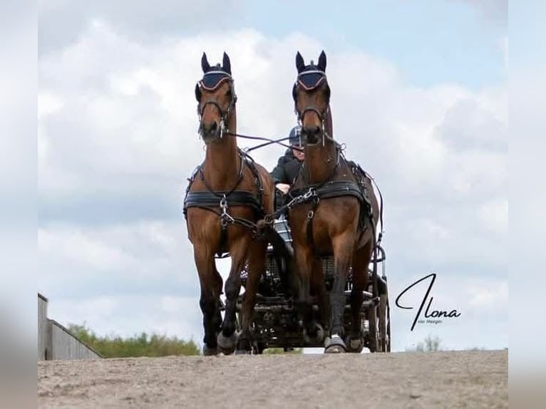 Holstein Gelding 14 years 16,2 hh Brown in Heijen