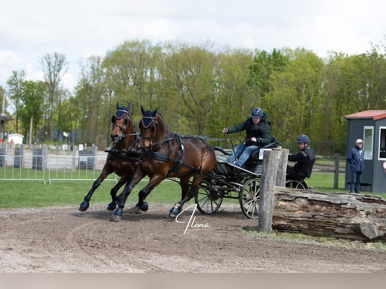 Holstein Gelding 14 years 16,2 hh Brown in Heijen