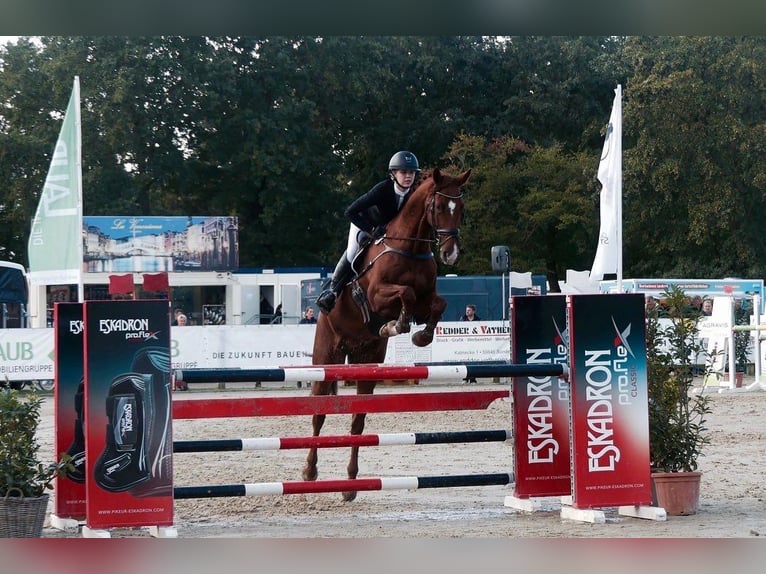 Holstein Gelding 14 years 16,2 hh Chestnut-Red in Bocholt