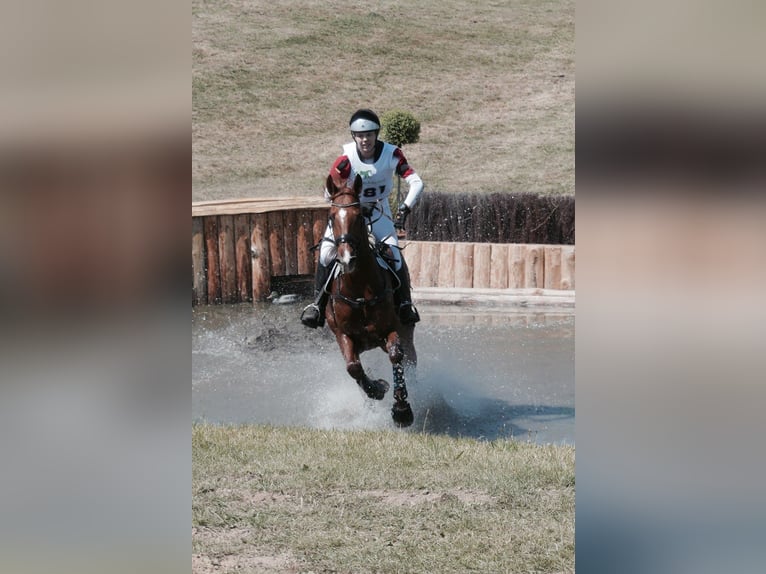 Holstein Gelding 14 years 16,2 hh Chestnut-Red in Bocholt