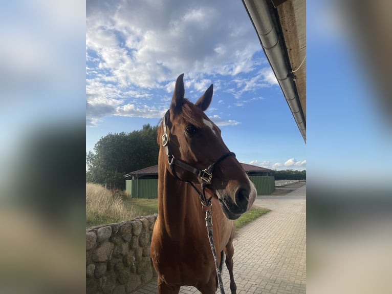 Holstein Gelding 14 years 16,2 hh Chestnut-Red in Bocholt