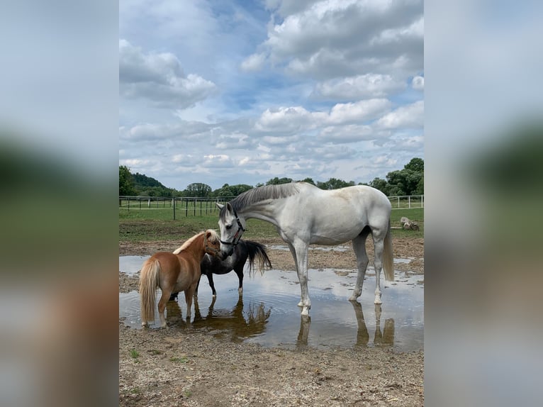 Holstein Gelding 14 years 16,2 hh Grey in Zorneding
