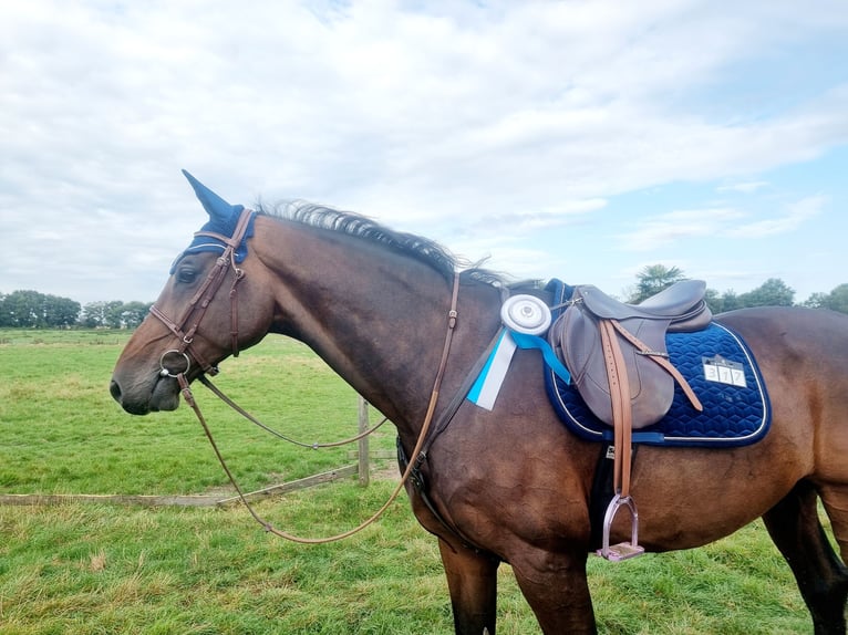Holstein Gelding 14 years 16,3 hh Brown in Minden