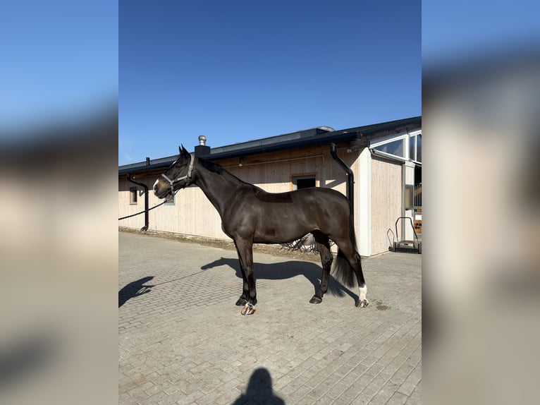 Holstein Gelding 14 years 16,3 hh Brown in Warsaw