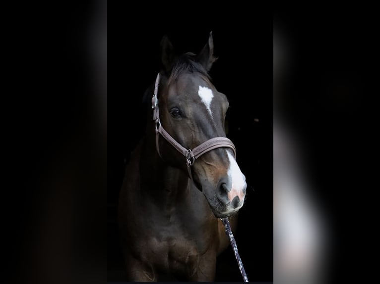 Holstein Gelding 14 years 16,3 hh Brown in Warsaw