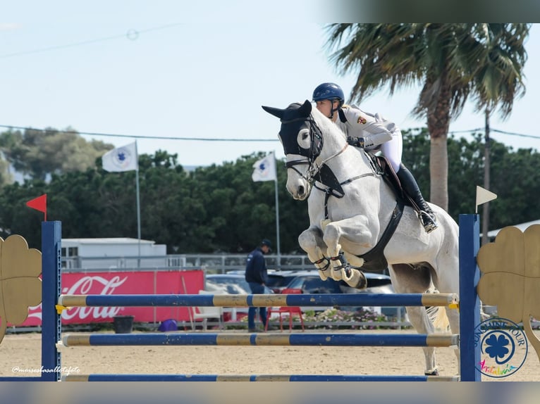 Holstein Gelding 14 years 17.1 hh Grey-Dapple in Neuwied