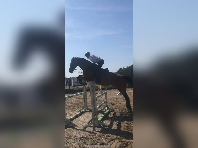 Holstein Gelding 14 years 17,2 hh Brown-Light in Schönwalde