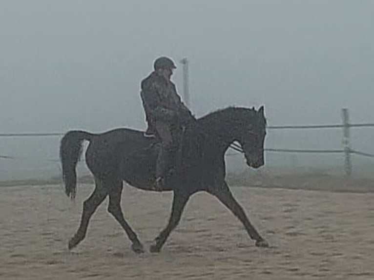 Holstein Gelding 14 years 17 hh Bay-Dark in Salzatal