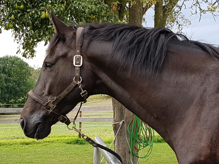 Holstein Gelding 14 years 17 hh Bay-Dark in Salzm&#xFC;nde
