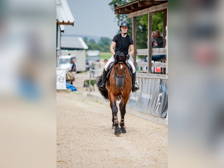 Holstein Gelding 14 years 17 hh Brown in Kirchensittenbach