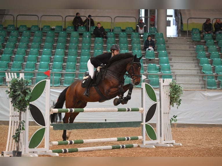 Holstein Gelding 14 years 17 hh Brown in Kirchensittenbach