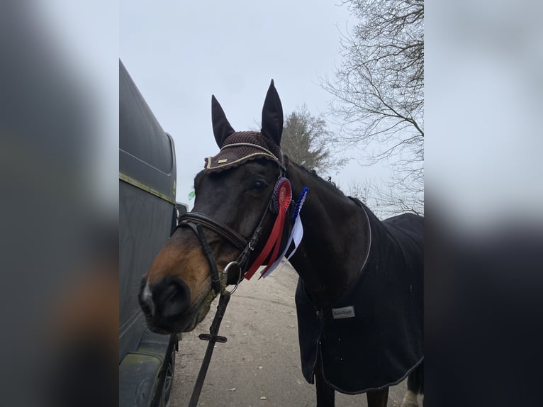 Holstein Gelding 14 years 17 hh Brown in L&#xFC;rschau