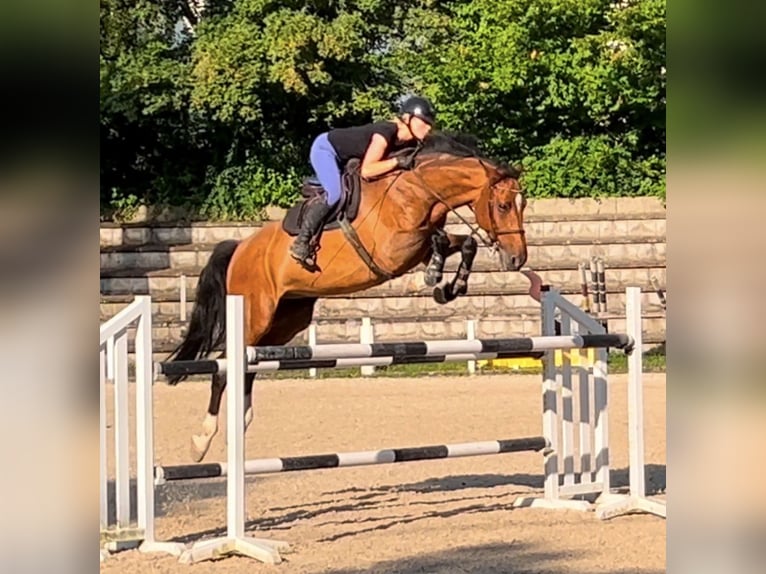 Holstein Gelding 14 years 17 hh Brown in Waiblingen