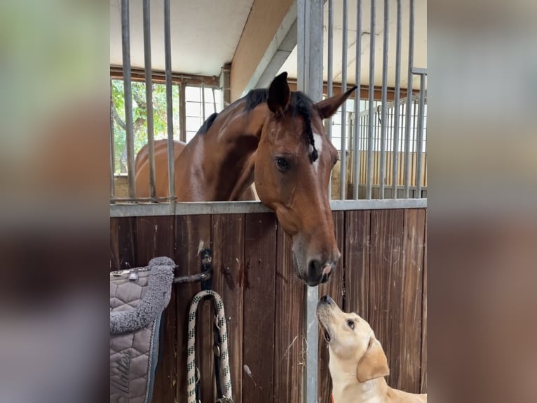 Holstein Gelding 14 years 17 hh Brown in Waiblingen