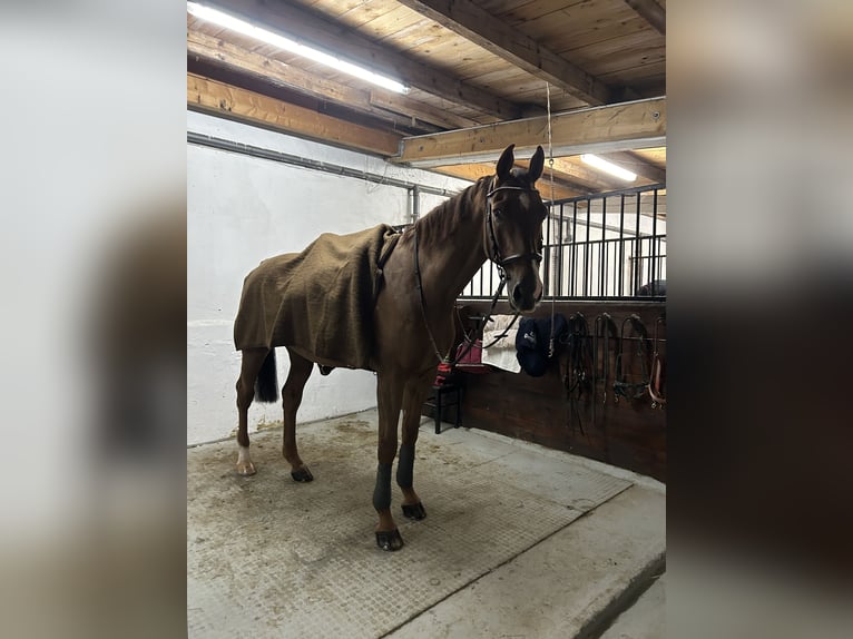 Holstein Gelding 14 years 17 hh Chestnut-Red in Bad Homburg vor der H&#xF6;he