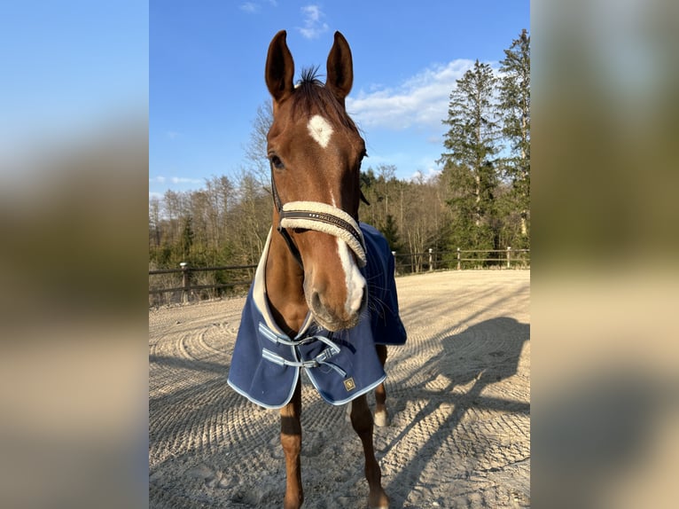 Holstein Gelding 14 years 17 hh Chestnut-Red in Bad Homburg vor der H&#xF6;he