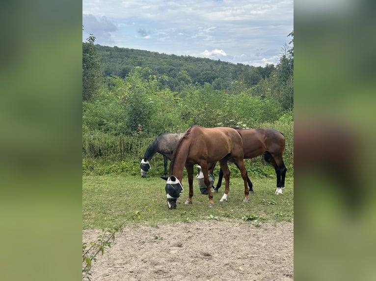 Holstein Gelding 14 years 17 hh Chestnut-Red in Bad Homburg vor der H&#xF6;he