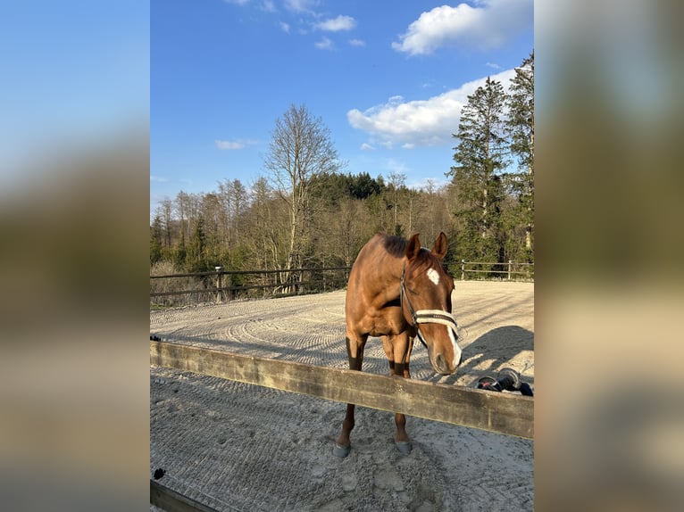 Holstein Gelding 14 years 17 hh Chestnut-Red in Bad Homburg vor der H&#xF6;he
