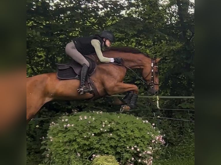 Holstein Gelding 14 years 17 hh Chestnut-Red in Bad Homburg vor der H&#xF6;he
