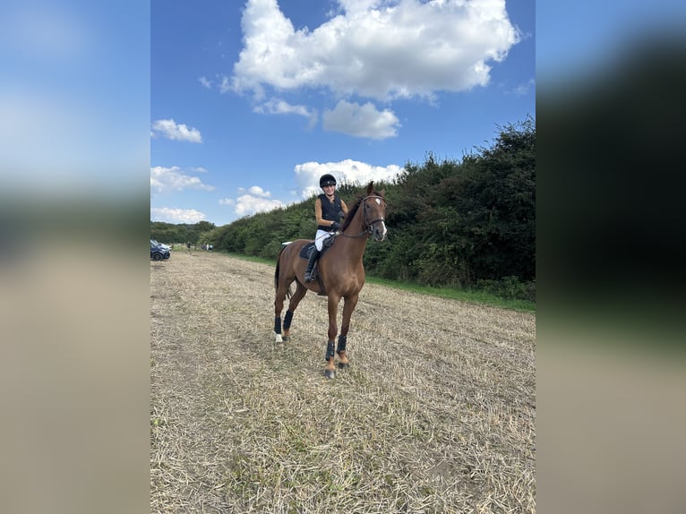 Holstein Gelding 14 years 17 hh Chestnut-Red in Bad Homburg vor der H&#xF6;he