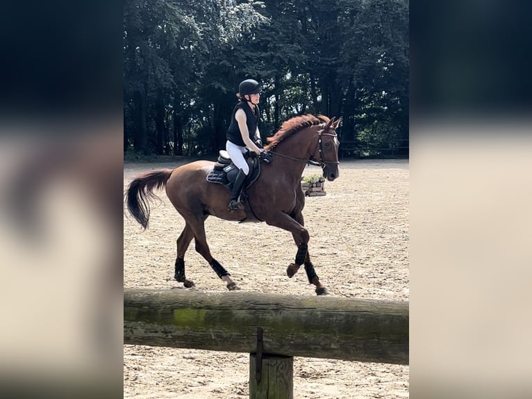 Holstein Gelding 14 years 17 hh Chestnut-Red in Bad Homburg vor der H&#xF6;he