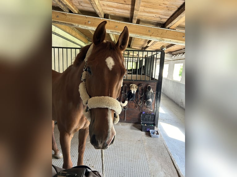 Holstein Gelding 14 years 17 hh Chestnut-Red in Bad Homburg vor der H&#xF6;he