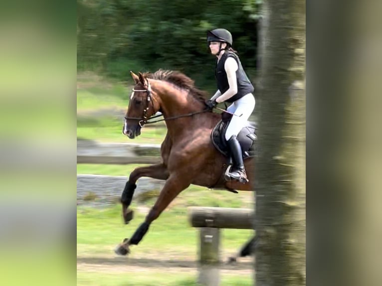 Holstein Gelding 14 years 17 hh Chestnut-Red in Bad Homburg vor der H&#xF6;he