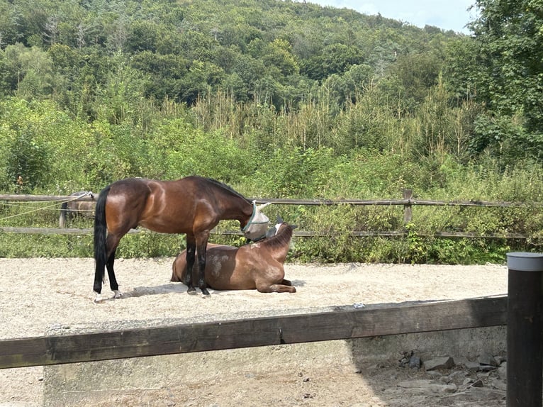 Holstein Gelding 14 years 17 hh Chestnut-Red in Bad Homburg vor der H&#xF6;he