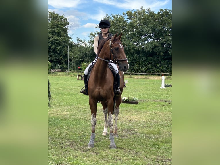 Holstein Gelding 14 years 17 hh Chestnut-Red in Bad Homburg vor der H&#xF6;he