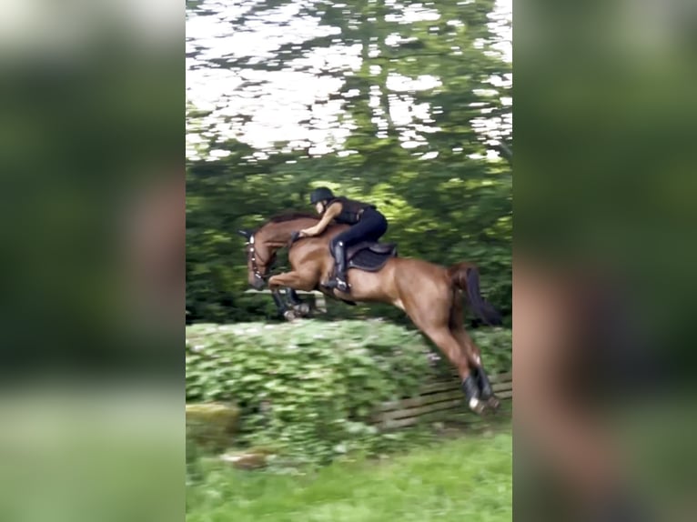 Holstein Gelding 14 years 17 hh Chestnut-Red in Bad Homburg vor der H&#xF6;he