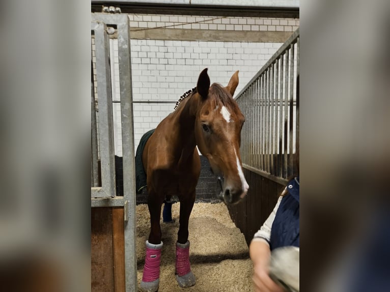 Holstein Gelding 14 years 17 hh Chestnut-Red in Bad Homburg vor der H&#xF6;he