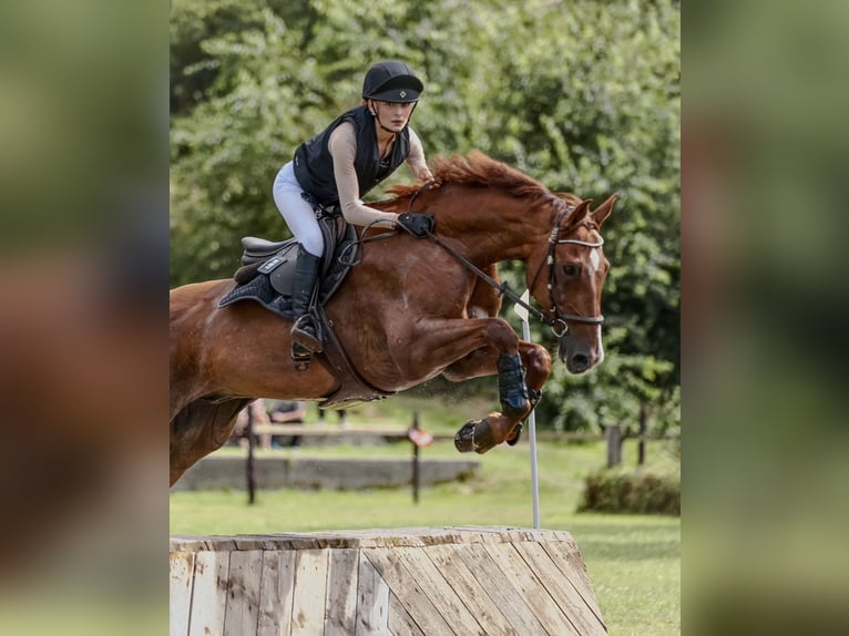 Holstein Gelding 14 years 17 hh Chestnut-Red in Bad Homburg vor der H&#xF6;he