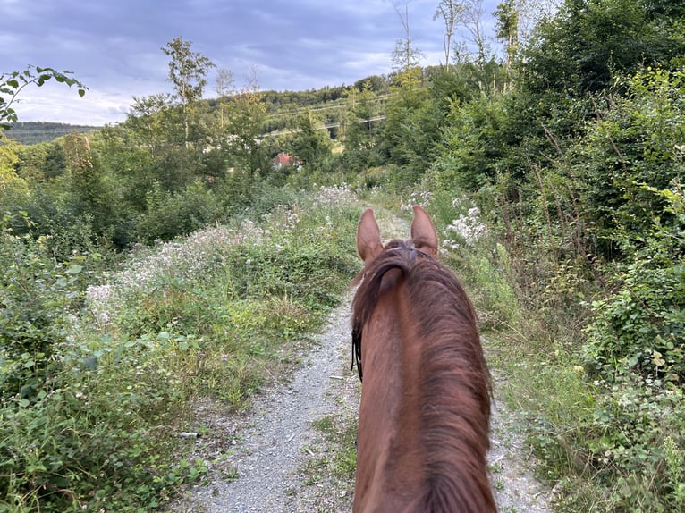 Holstein Gelding 14 years 17 hh Chestnut-Red in Bad Homburg vor der H&#xF6;he