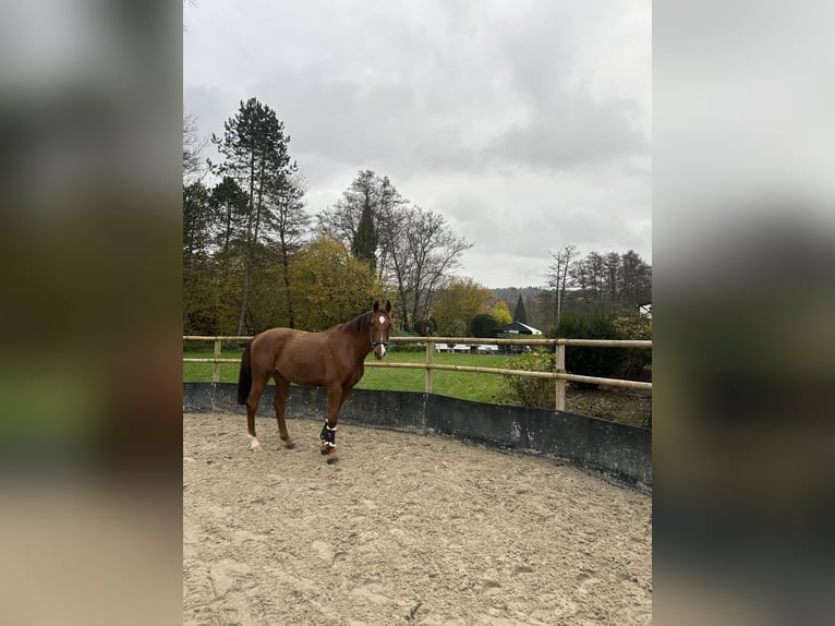 Holstein Gelding 14 years 17 hh Chestnut-Red in Bad Homburg vor der H&#xF6;he