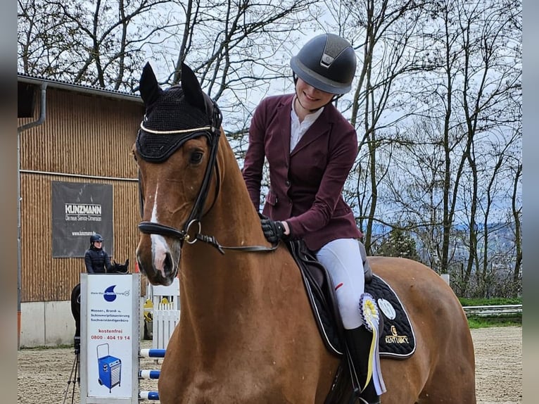 Holstein Gelding 14 years 17 hh Chestnut-Red in Bad Homburg vor der H&#xF6;he
